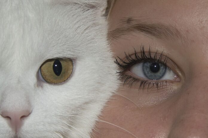 Cat Eye Lashes